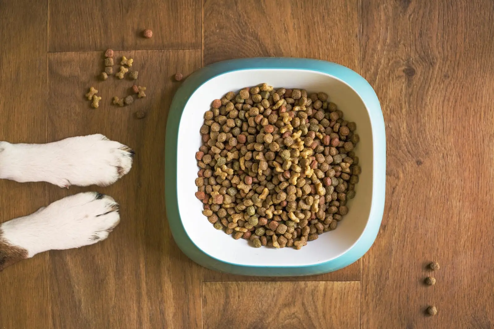 Futterberatung für Hunde