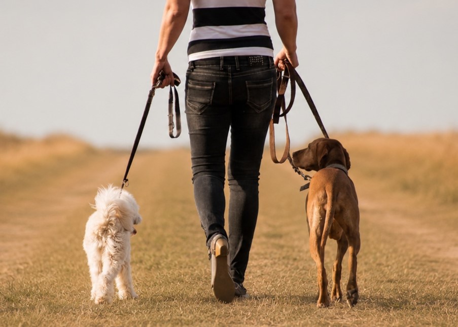 Gassiservice mit Hunden