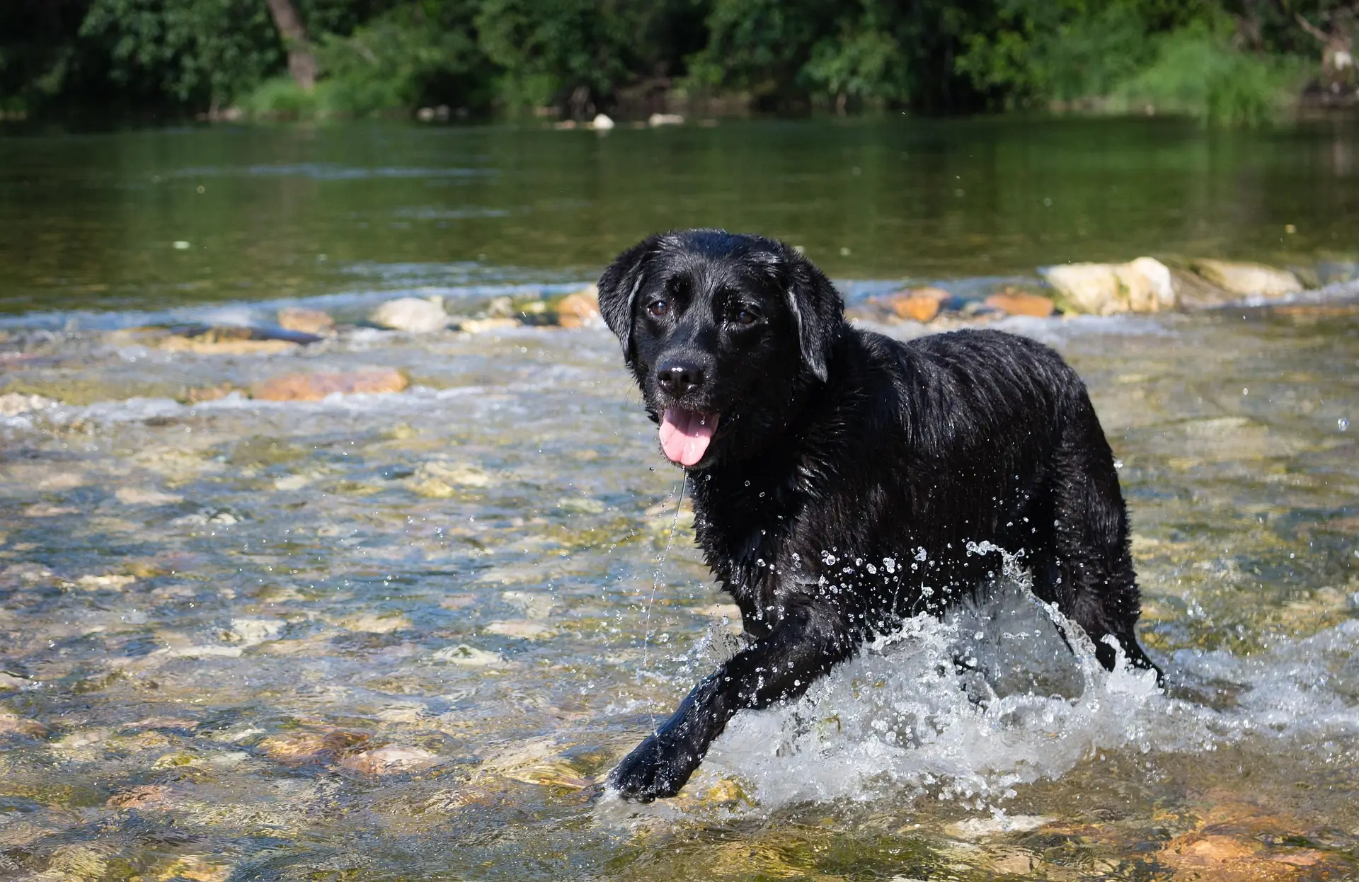 Sommer mit Hund