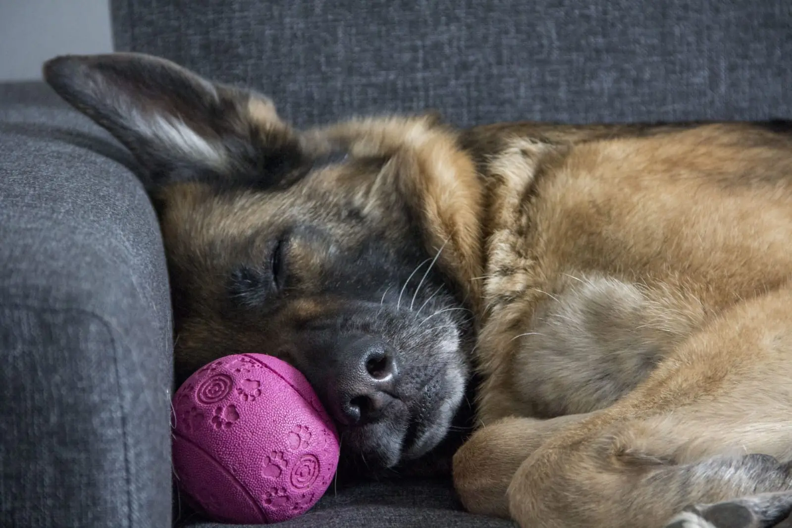 Urlaubsbetreuung für Hunde
